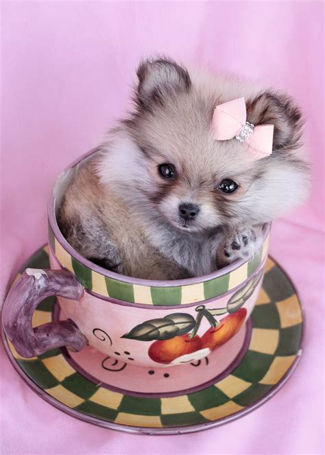 teacup pomeranians for sale