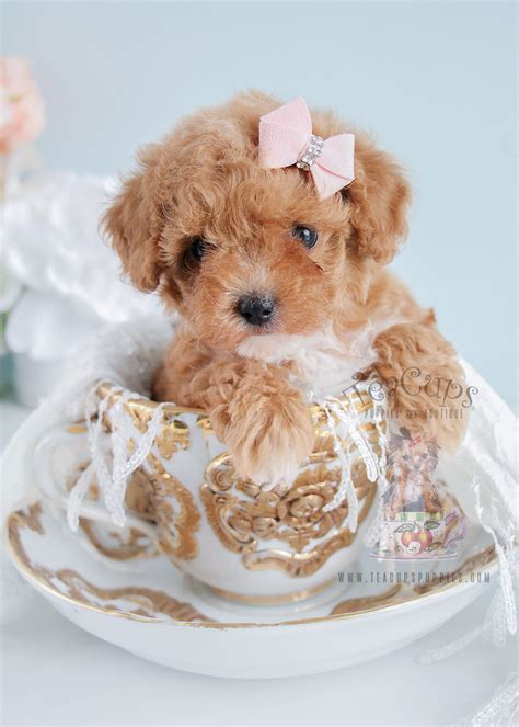 teacup poodle breeders