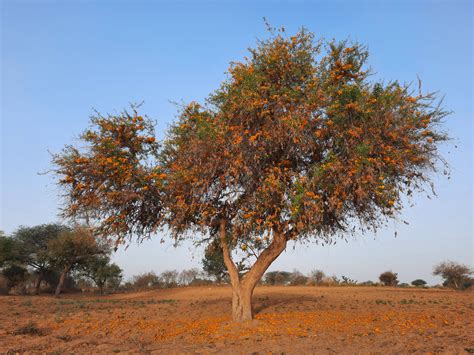 tecomella undulata