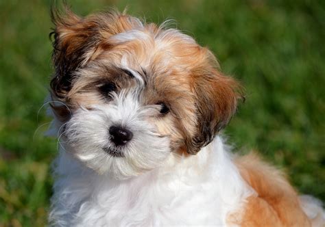 teddy bear dog breed