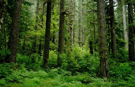 temperate forests ecosystem Doc