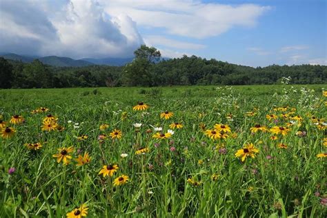 tennessee wildflowers Reader