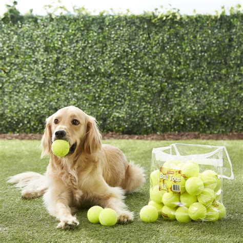 tennis balls for dogs