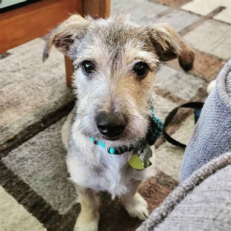 terrier mixed with schnauzer