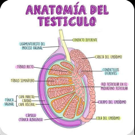 testículos