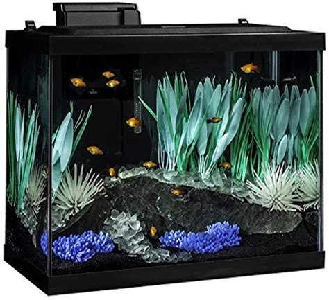 tetra fish tank