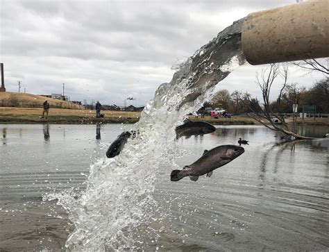 texas trout stocking