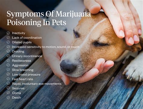 thc poisoning in dogs