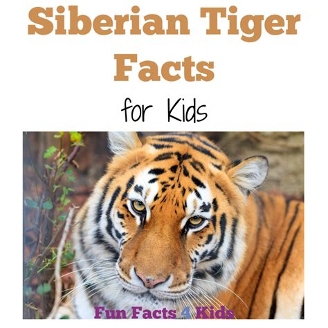 the amazing tiger fun facts and pictures for kids PDF