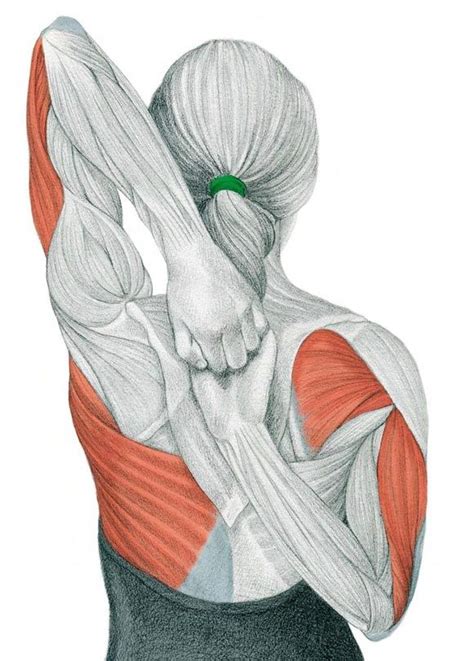 the anatomy of stretching PDF