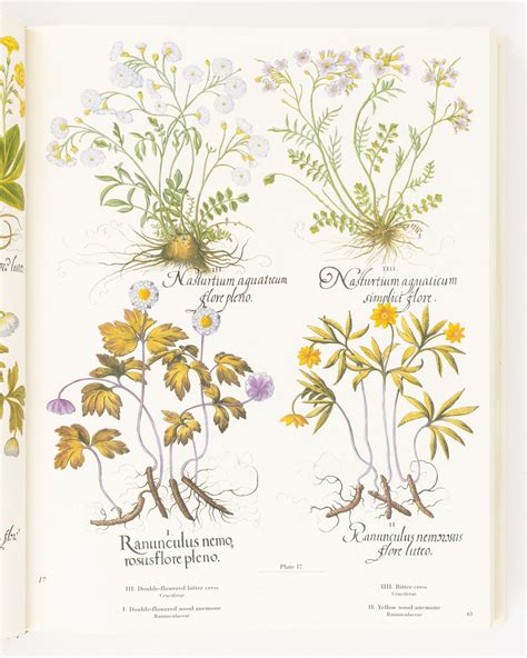 the besler florilegium plants of the four seasons PDF