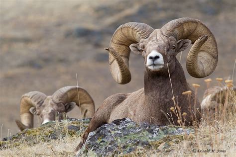 the bighorn sheep wildlife of north america Reader