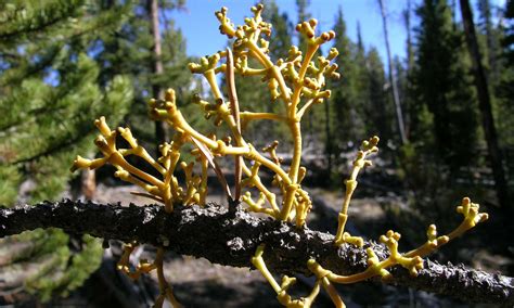 the biology and pathology of dwarfmistletoe the biology and pathology of dwarfmistletoe PDF