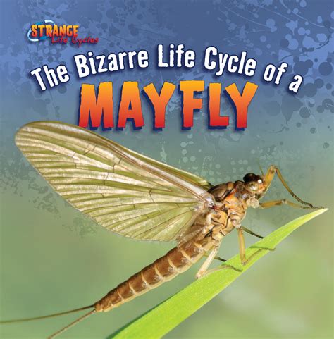the bizarre life cycle of a mayfly strange life cycles Kindle Editon