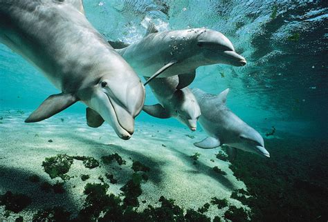 the bottlenose dolphin PDF
