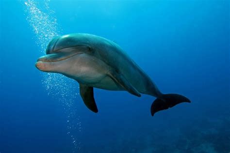 the bottlenose dolphin biology and conservation Reader