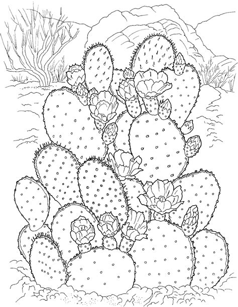 the cactus coloring book dover nature coloring book Kindle Editon