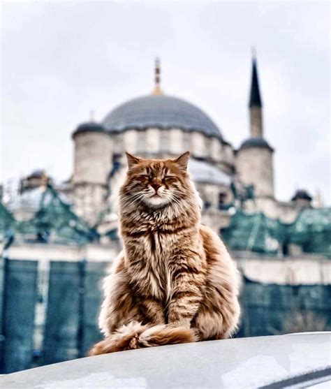 the cats of istanbul the cats of istanbul Epub