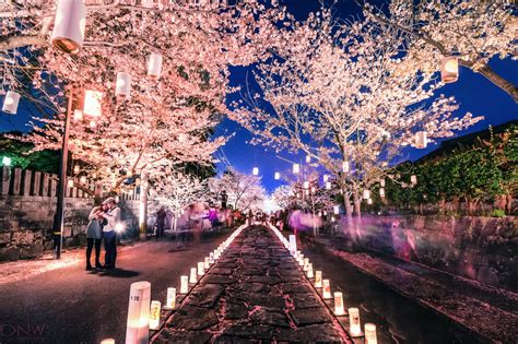 the cherry blossom festival sakura celebration Kindle Editon