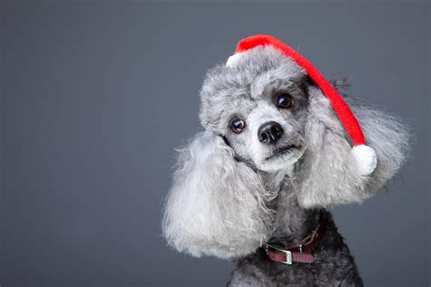 the christmas poodle Epub