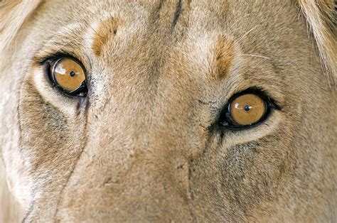 the color of a lions eye memories of africa Reader