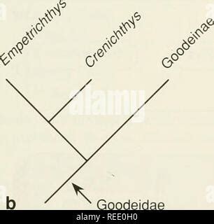 the compleat cladist a primer of phylogenetic procedures Reader