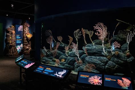 the deep sea monterey bay aquarium natural history series Kindle Editon