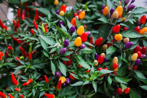 the edible pepper garden edible garden PDF
