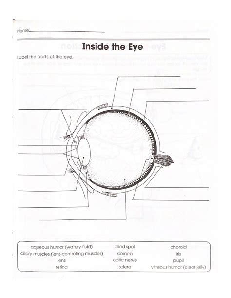 the eye vision anatomy worksheet answers Kindle Editon