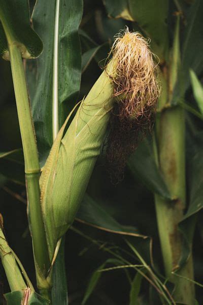 the family name is poaceae common name is maize and the botanical name is zea mays PDF