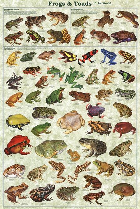 the fascinating world of frogs and toads Doc