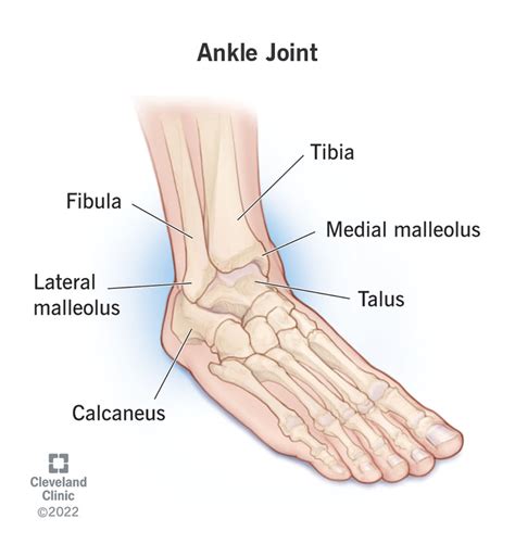 the foot and ankle the foot and ankle Epub