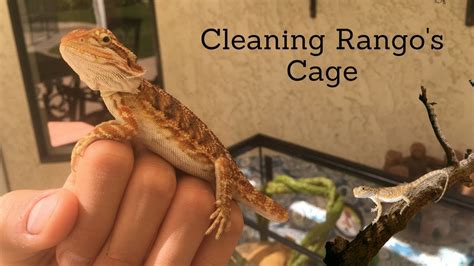 the general care and maintenace of bearded dragons Epub