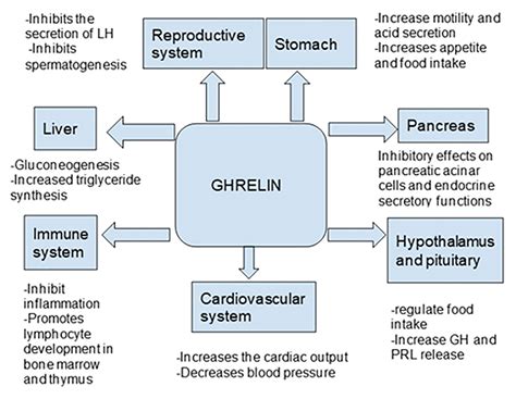 the ghrelin system the ghrelin system Doc