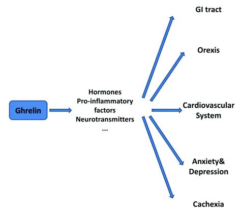 the ghrelin system the ghrelin system Doc