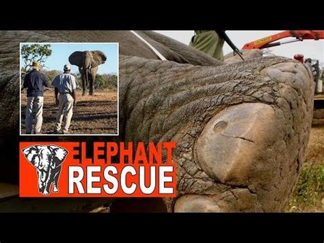 the great elephant rescue Kindle Editon