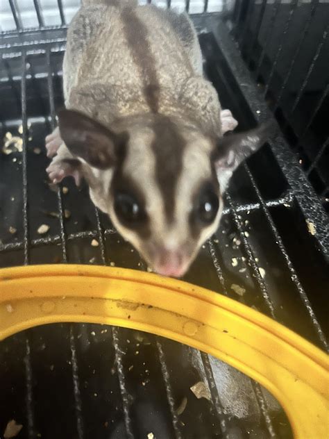 the guide to owning a sugar glider re series Reader