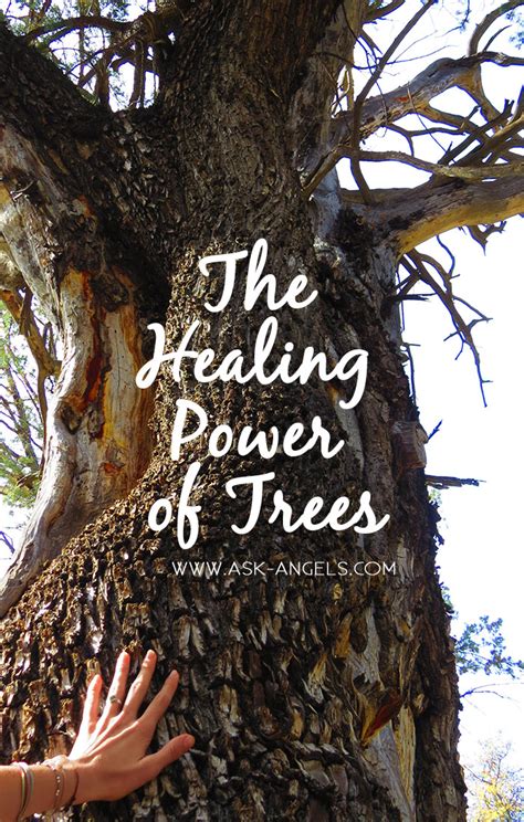 the healing power of trees the healing power of trees PDF