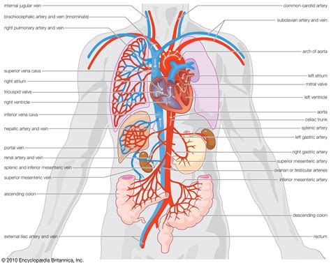 the heart all about our circulatory system and more Doc