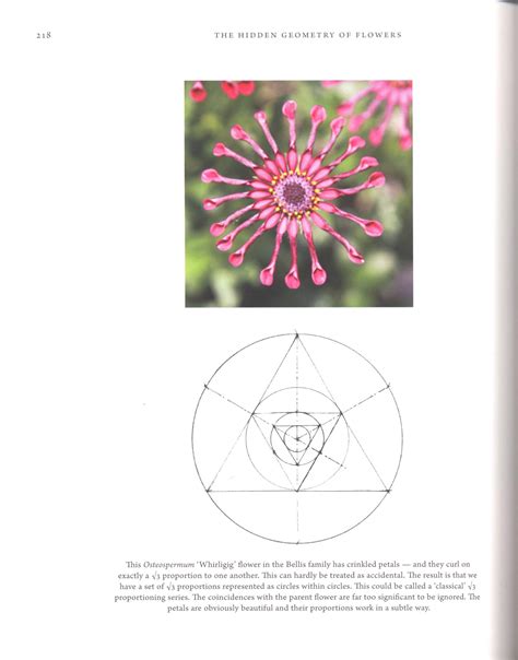 the hidden geometry of flowers living rhythms form and number Epub