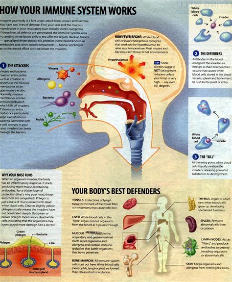 the immune system the human body how it works Reader