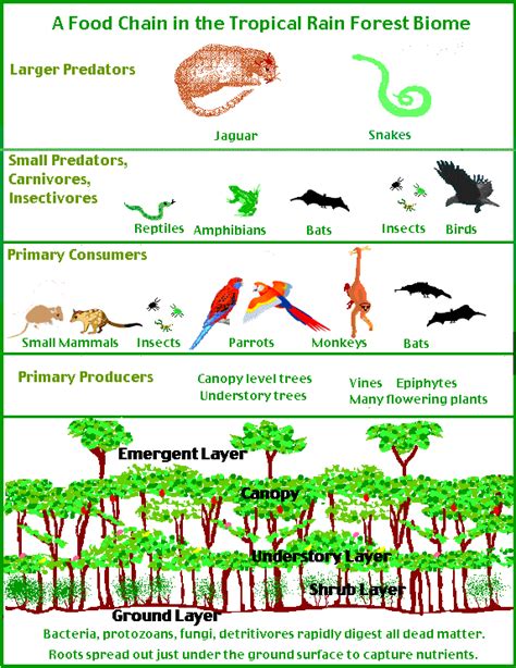 the jungle wikispaces Kindle Editon