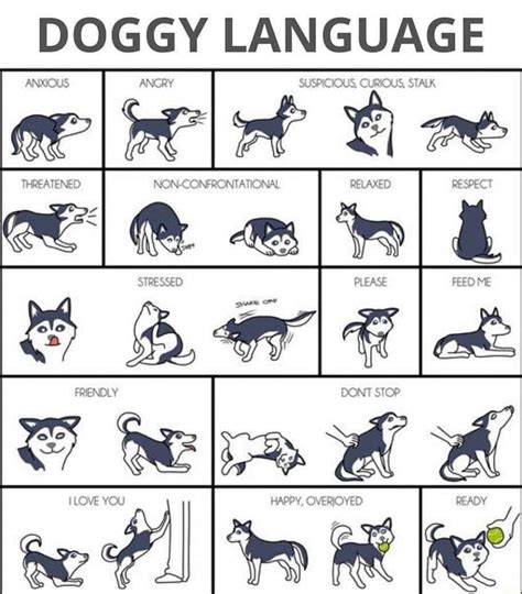 the language of dogs the language of dogs Doc