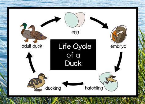 the life cycle of a duck the life cycles library the tony stead nonfiction independent reading collection Kindle Editon