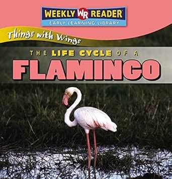 the life cycle of a flamingo things with wings Doc