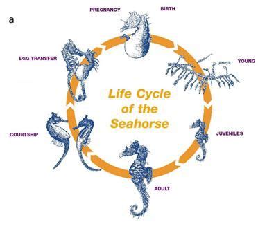 the life cycle of a sea horse Doc