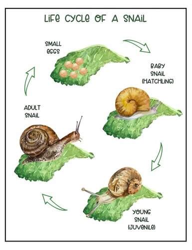 the life cycle of snail free pdf Kindle Editon