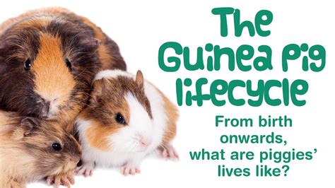 the life of a guinea pig raintree perspectives PDF