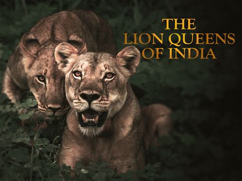 the lion queens of india pdf download Reader