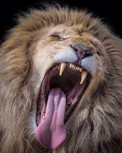 the lion s mouth the lion s mouth Epub